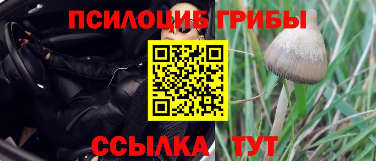 как найти наркотики  Псилоцибиновые грибы мухоморы  Вход с VPN  Грозный  Галлюциногенные грибы Magic Shrooms 